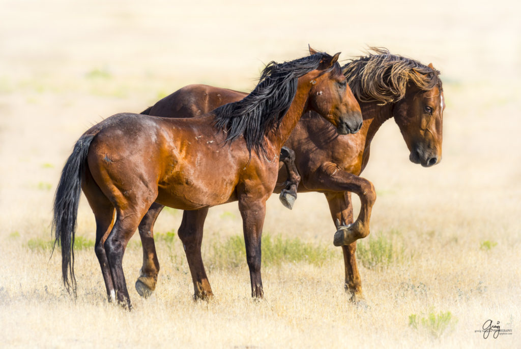 photography of two wild horse stallions fighting in desert