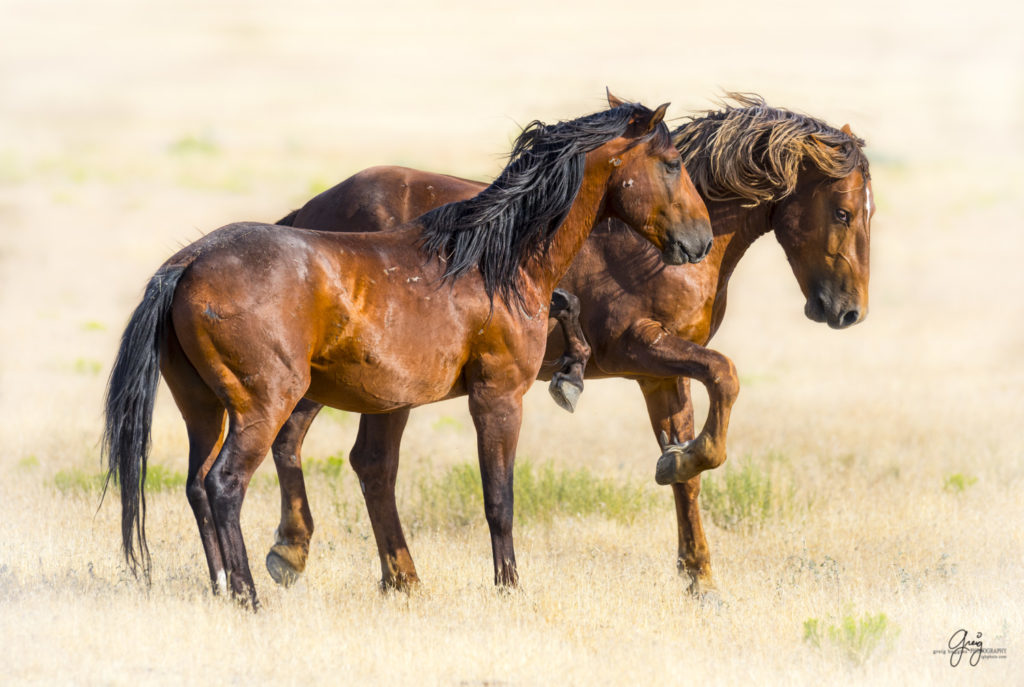 horses photography, horse photography, wild horse photography, horses art, pictures of horses, horse photography black and white, wild horse black and white photography, horse photography for sale, famous equine photographers, horse photographer, photos of wild horses, wild horse prints, horse prints, horse photo galleries, wild horses, horses, fine art photography of horses, fine art photography, wild mustangs, wild stallions, wild stallions running