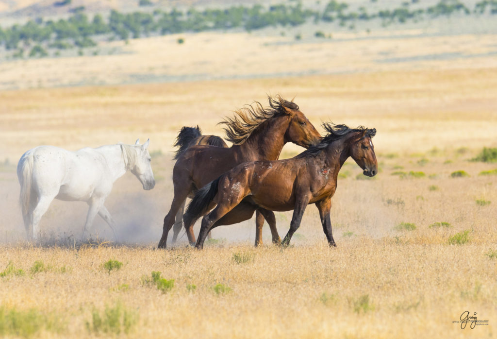 photography of two wild horse stallions fighting in desert