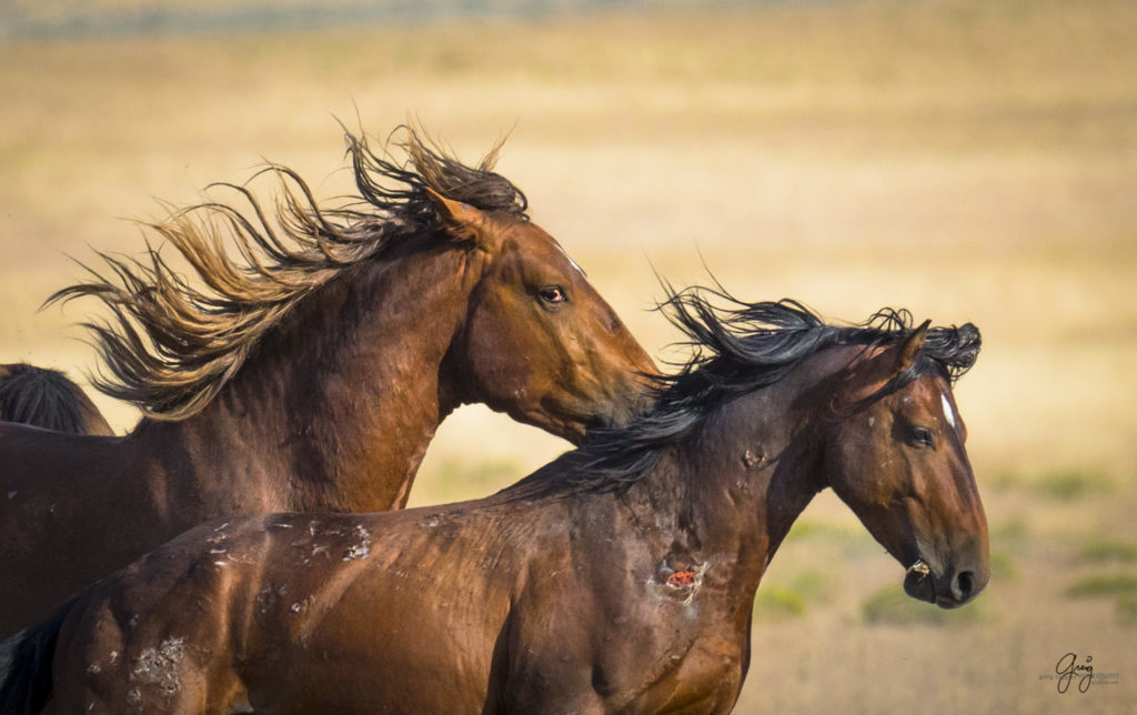 photography of two wild horse stallions on the run running