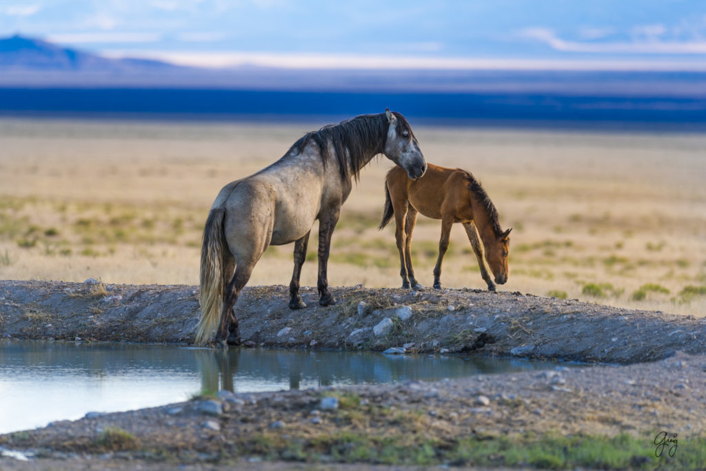 horses photography, horse photography, wild horse photography, horses art, pictures of horses, horse photography black and white, wild horse black and white photography, horse photography for sale, famous equine photographers, horse photographer, photos of wild horses, wild horse prints, horse prints, horse photo galleries, wild horses, horses, fine art photography of horses, fine art photography, wild mustangs, wild stallions, wild stallions running