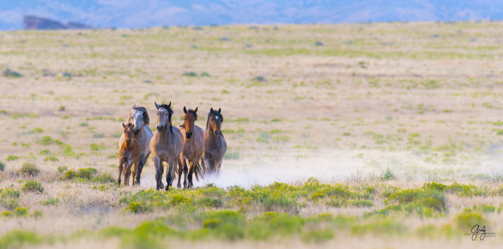 horses photography, horse photography, wild horse photography, horses art, pictures of horses, horse photography black and white, wild horse black and white photography, horse photography for sale, famous equine photographers, horse photographer, photos of wild horses, wild horse prints, horse prints, horse photo galleries, wild horses, horses, fine art photography of horses, fine art photography, wild mustangs, wild stallions, wild stallions running