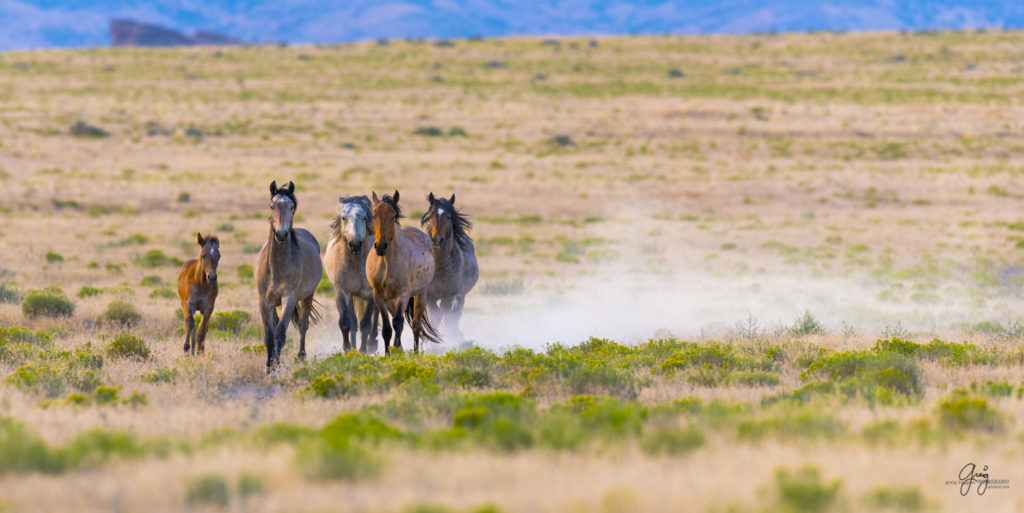 horses photography, horse photography, wild horse photography, horses art, pictures of horses, horse photography black and white, wild horse black and white photography, horse photography for sale, famous equine photographers, horse photographer, photos of wild horses, wild horse prints, horse prints, horse photo galleries, wild horses, horses, fine art photography of horses, fine art photography, wild mustangs, wild stallions, wild stallions running