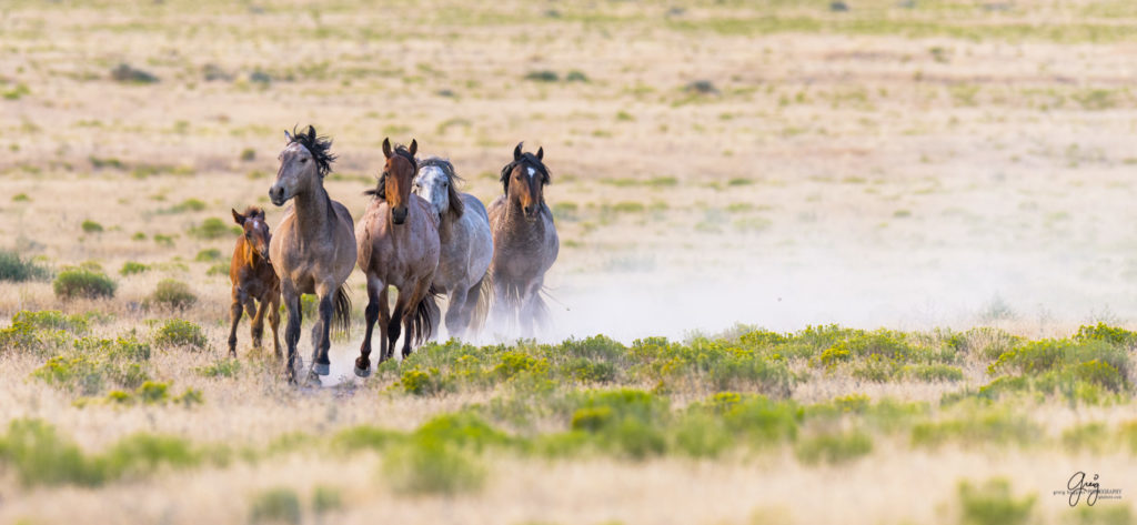 horses photography, horse photography, wild horse photography, horses art, pictures of horses, horse photography black and white, wild horse black and white photography, horse photography for sale, famous equine photographers, horse photographer, photos of wild horses, wild horse prints, horse prints, horse photo galleries, wild horses, horses, fine art photography of horses, fine art photography, wild mustangs, wild stallions, wild stallions running