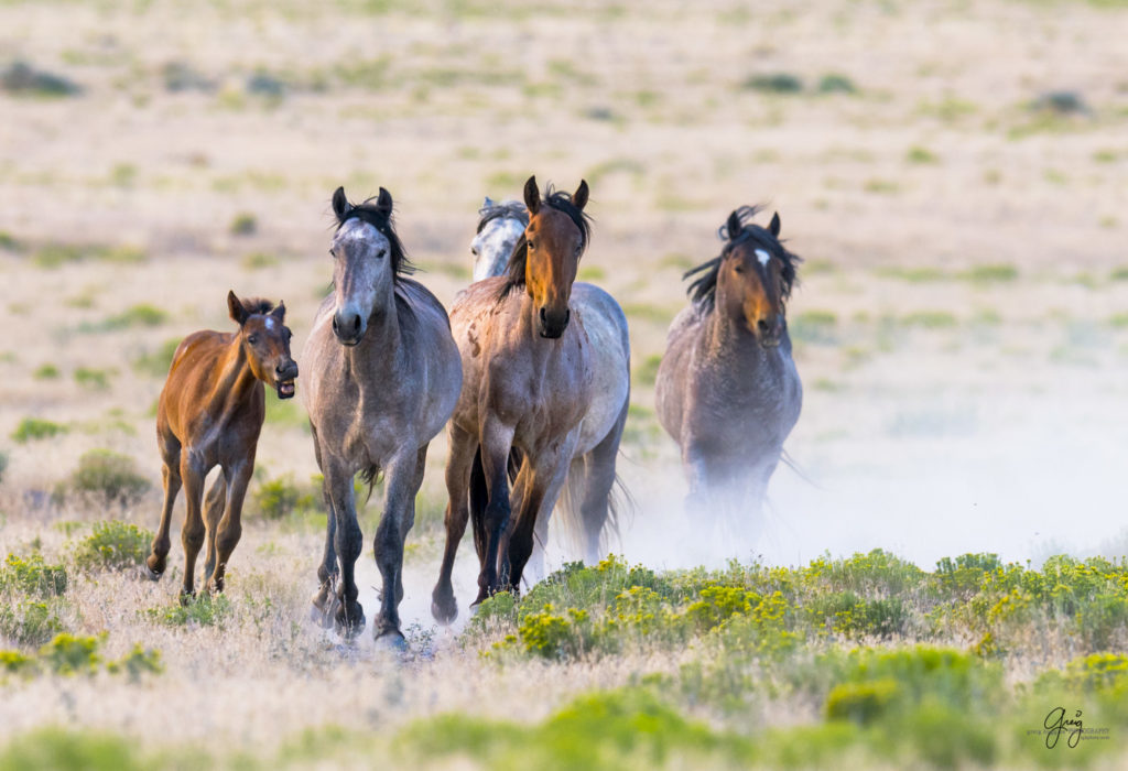 horses photography, horse photography, wild horse photography, horses art, pictures of horses, horse photography black and white, wild horse black and white photography, horse photography for sale, famous equine photographers, horse photographer, photos of wild horses, wild horse prints, horse prints, horse photo galleries, wild horses, horses, fine art photography of horses, fine art photography, wild mustangs, wild stallions, wild stallions running