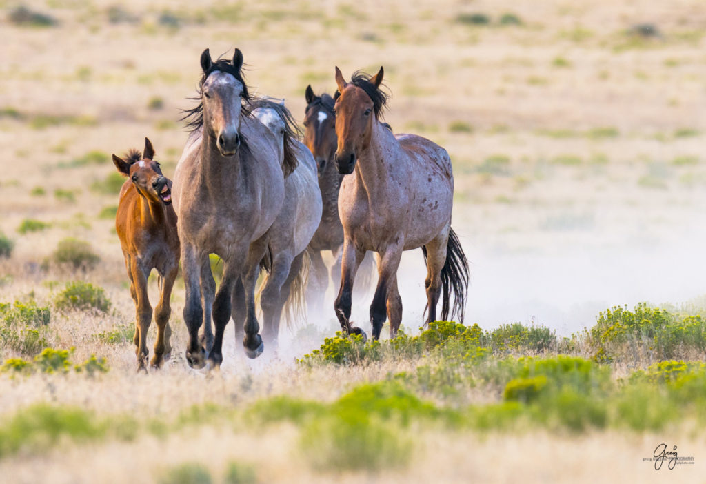 horses photography, horse photography, wild horse photography, horses art, pictures of horses, horse photography black and white, wild horse black and white photography, horse photography for sale, famous equine photographers, horse photographer, photos of wild horses, wild horse prints, horse prints, horse photo galleries, wild horses, horses, fine art photography of horses, fine art photography, wild mustangs, wild stallions, wild stallions running