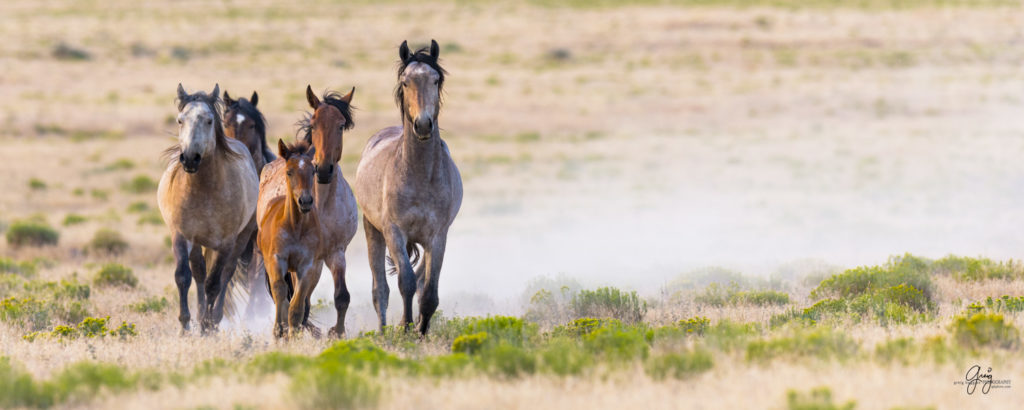 horses photography, horse photography, wild horse photography, horses art, pictures of horses, horse photography black and white, wild horse black and white photography, horse photography for sale, famous equine photographers, horse photographer, photos of wild horses, wild horse prints, horse prints, horse photo galleries, wild horses, horses, fine art photography of horses, fine art photography, wild mustangs, wild stallions, wild stallions running