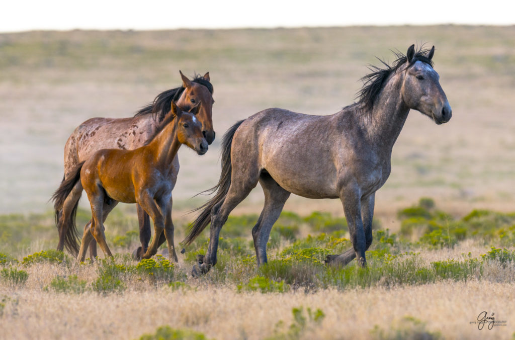 horses photography, horse photography, wild horse photography, horses art, pictures of horses, horse photography black and white, wild horse black and white photography, horse photography for sale, famous equine photographers, horse photographer, photos of wild horses, wild horse prints, horse prints, horse photo galleries, wild horses, horses, fine art photography of horses, fine art photography, wild mustangs, wild stallions, wild stallions running