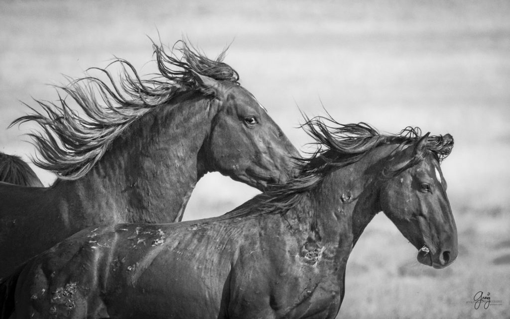 photography of two wild horses stallions on the run
