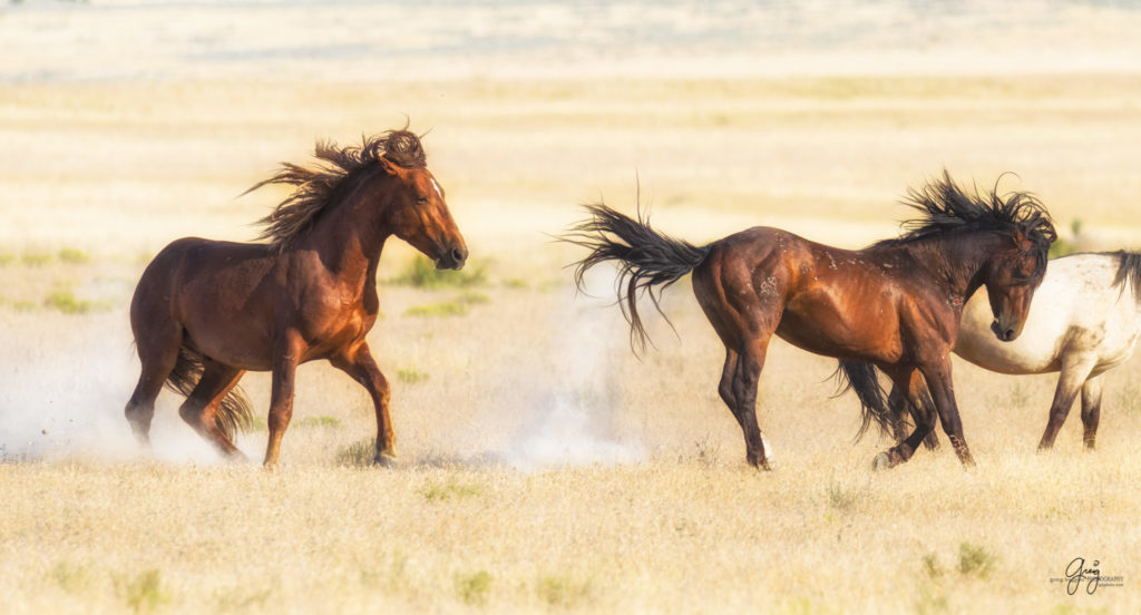 photography of two wild horse stallions fighting in desert