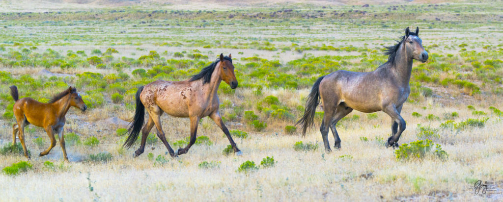 horses photography, horse photography, wild horse photography, horses art, pictures of horses, horse photography black and white, wild horse black and white photography, horse photography for sale, famous equine photographers, horse photographer, photos of wild horses, wild horse prints, horse prints, horse photo galleries, wild horses, horses, fine art photography of horses, fine art photography, wild mustangs, wild stallions, wild stallions running