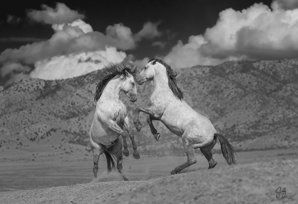 black and white photography of wild horses fighting, horse photography, fine art photography of horses