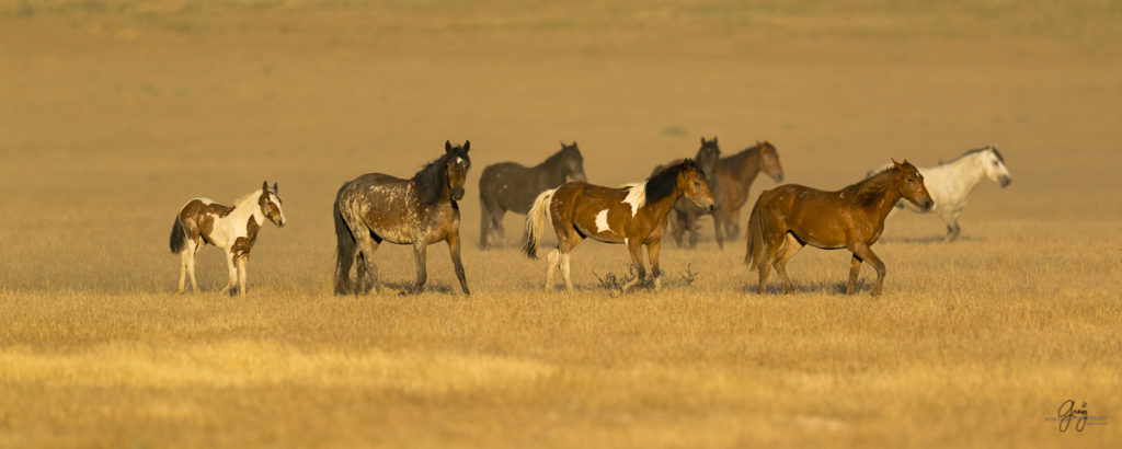 Photograph of wild horse herd running at sunset
