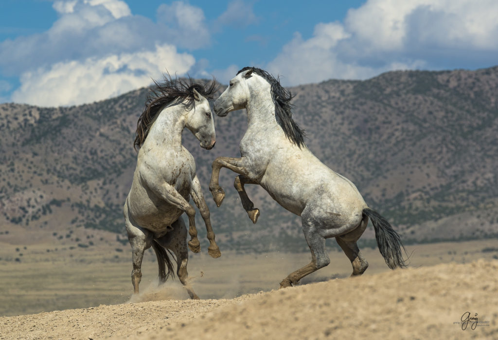 photography of wild horses two stallions fighting horse horses