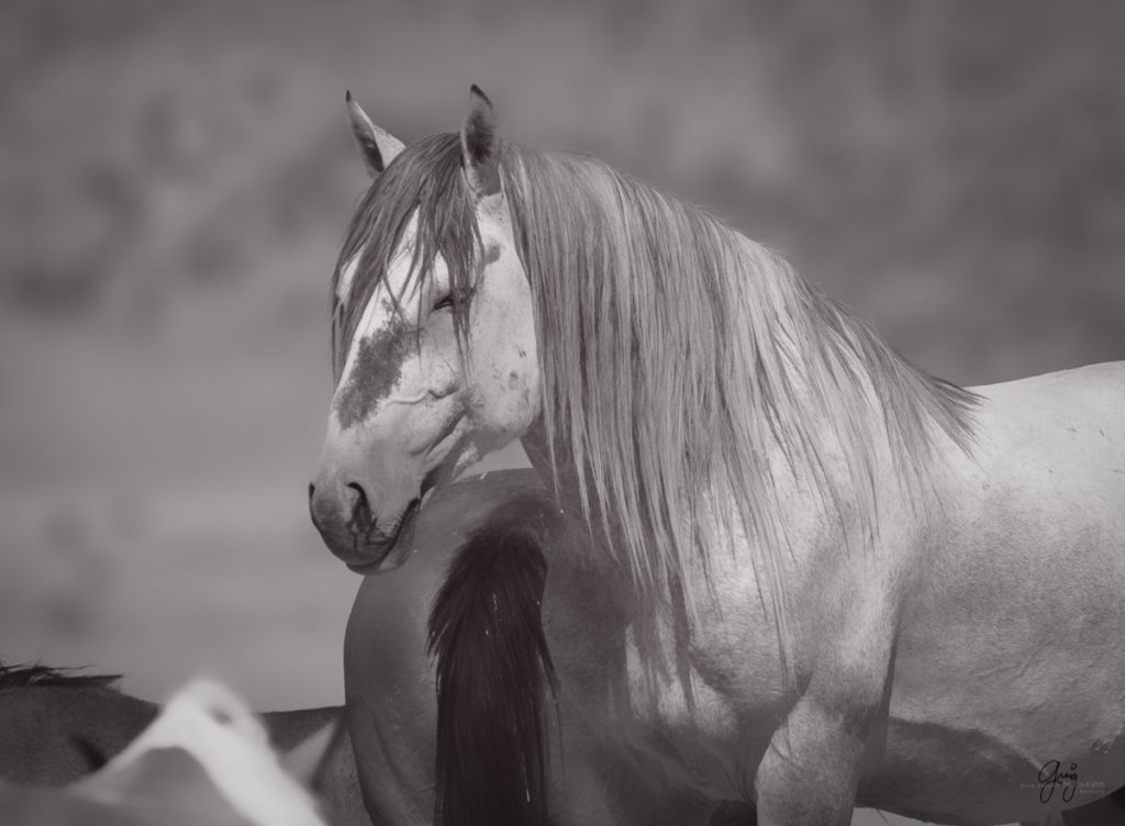 photography of wild horses stallion with long white mane