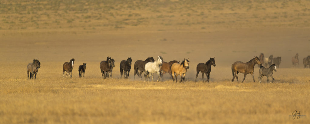 photography of wild horses at sunset horse horses wild horses