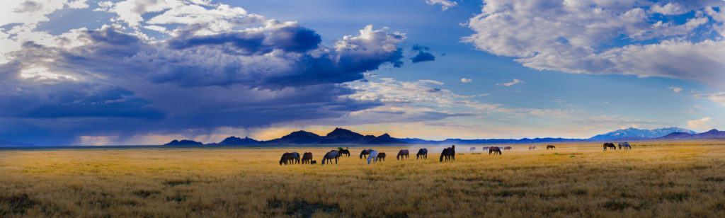 sunset, sunset after storm Utah&#039;s West desert, thunderstorm storm in Utah&#039;s West Desert, wild horses in thunderstorm