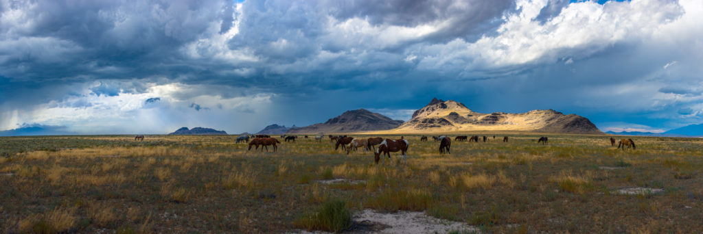 sunset, sunset after storm Utah&#039;s West desert, thunderstorm storm in Utah&#039;s West Desert, wild horses in thunderstorm