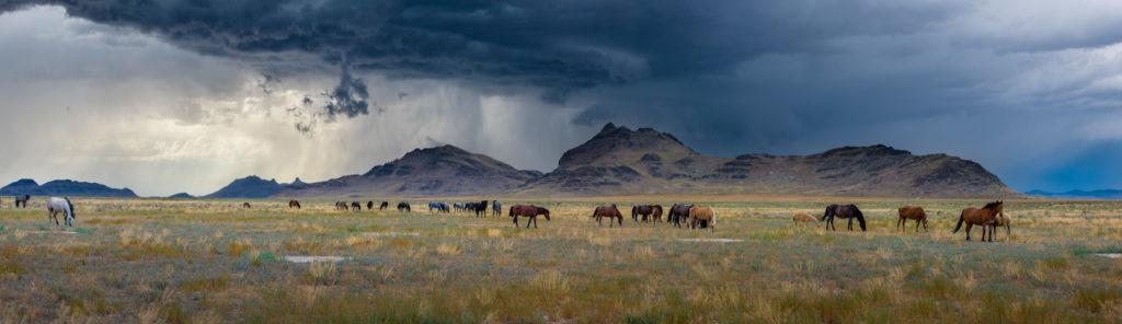 sunset, sunset after storm Utah&#039;s West desert, thunderstorm storm in Utah&#039;s West Desert, wild horses in thunderstorm