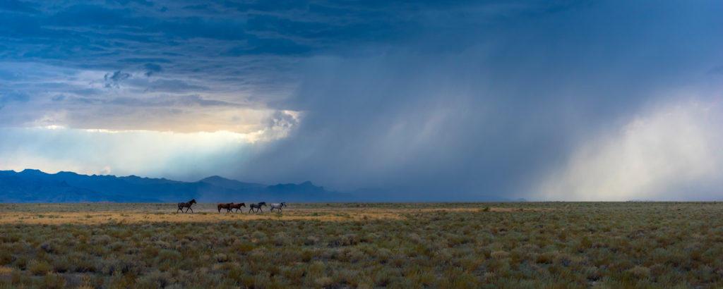sunset, sunset after storm Utah&#039;s West desert, thunderstorm storm in Utah&#039;s West Desert, wild horses in thunderstorm