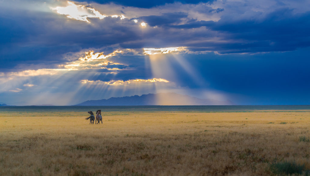 sunset, sunset after storm Utah&#039;s West desert, wild horses in storm