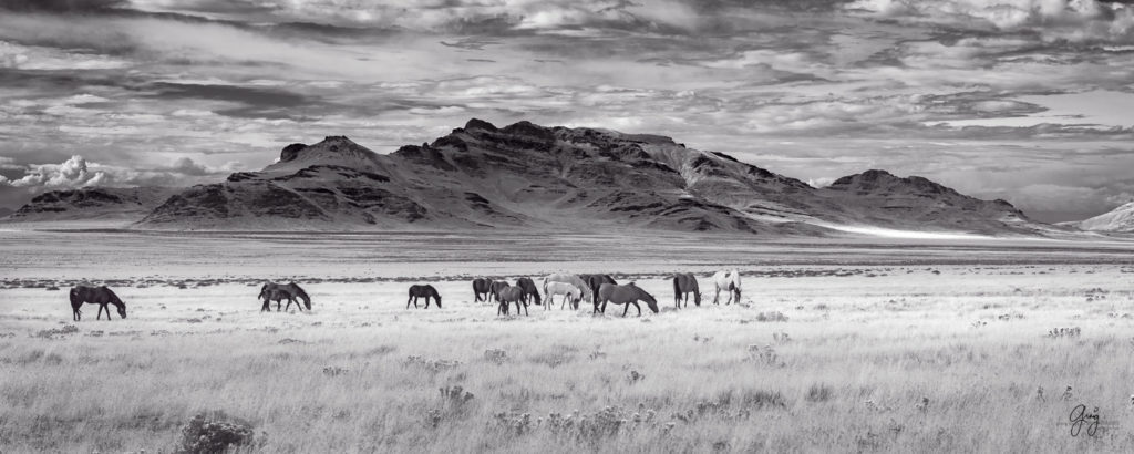 Black and White photograph of wild horses with Utah's West Desert in background