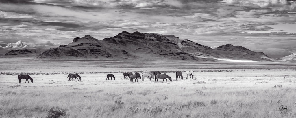 Black and White photograph of wild horses with Utah&#039;s West Desert in background