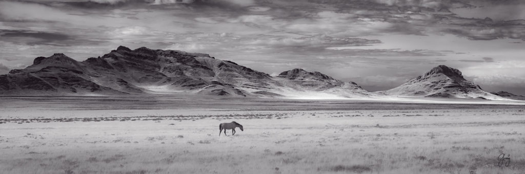 photograph of Single wild horse with panorama of Utah's West desert in background