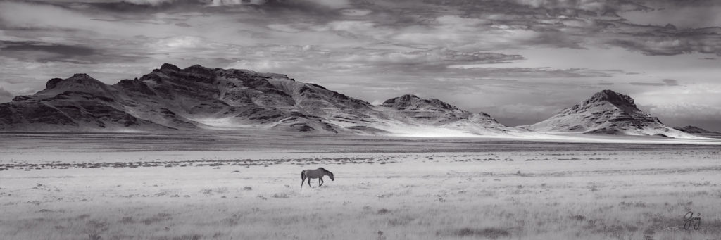 photograph of Single wild horse with panorama of Utah&#039;s West desert in background