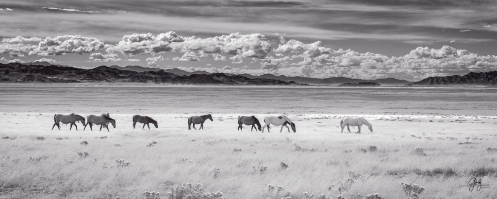 Black and White photograph of wild horses with Utah's West Desert in background
