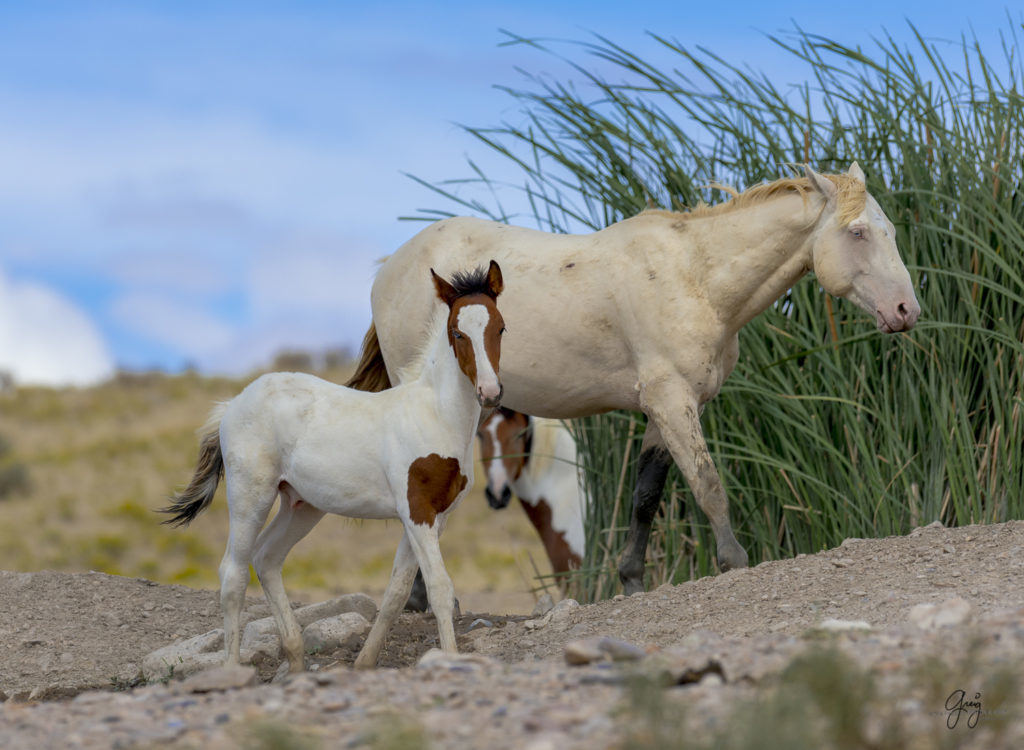 Photograph of Wild horse foal with one blue eye and one brown eye standing with his father