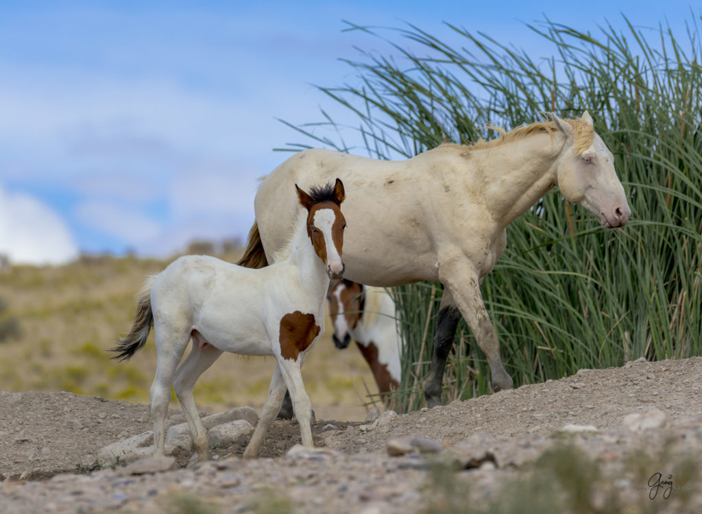 Photograph of Wild horse foal with one blue eye and one brown eye standing with his father