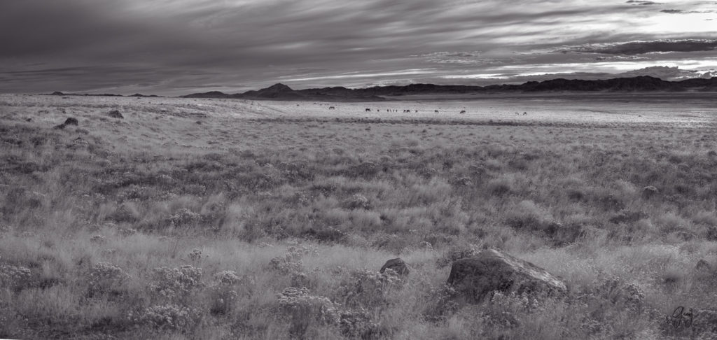 Black and White Panorama of Utah's West desert with wild horse herd in the distance