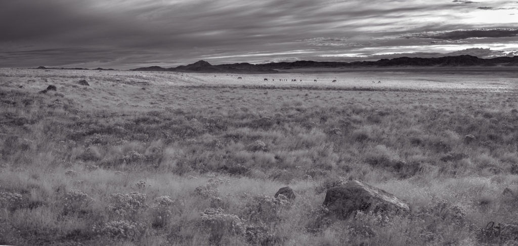 Black and White Panorama of Utah&#039;s West desert with wild horse herd in the distance