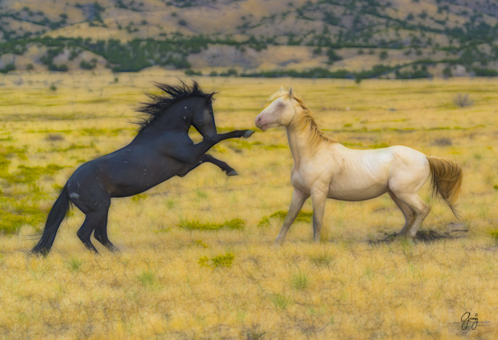 photograph of Two wild horse stallions "jousting"