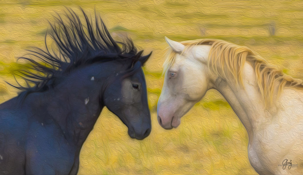 Stylized photograph of black and white stallions
