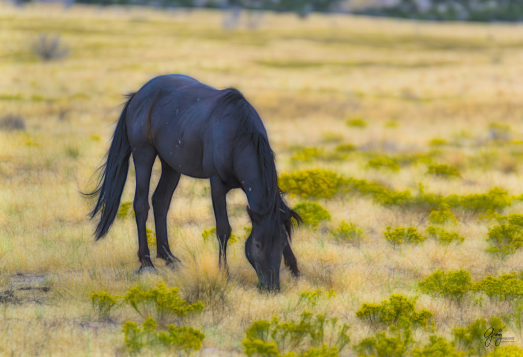 Stylized photograph of black wild horse stallion