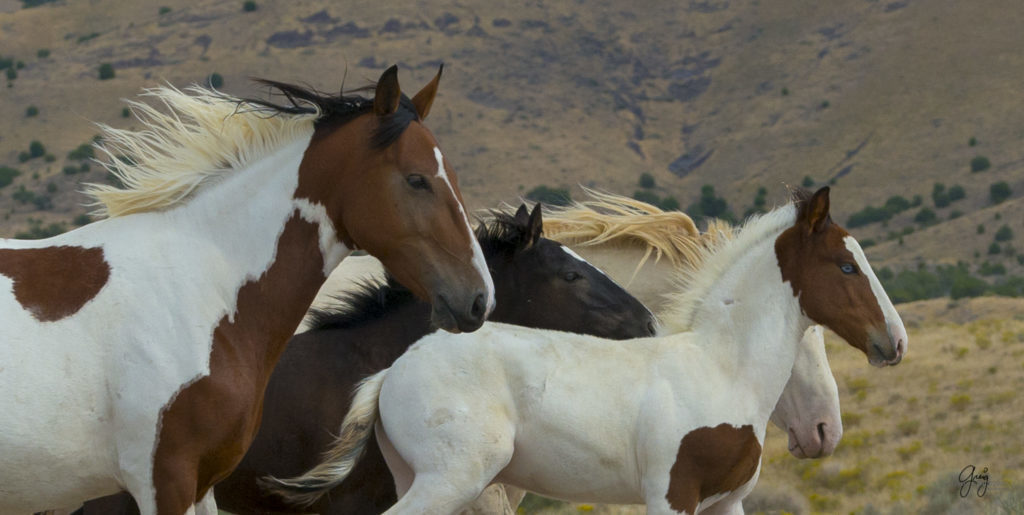Photograph of Wild horse family band on the run