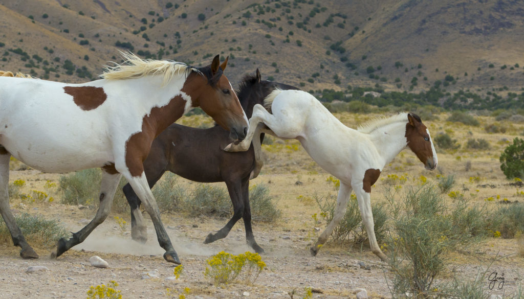 photograph of Blue eyed wild horse foal on the run