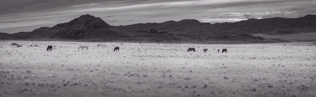 Black and white photograph of wild horse herd in Utah's West desert