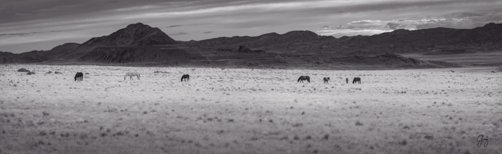 Black and white photograph of wild horse herd in Utah&#039;s West desert