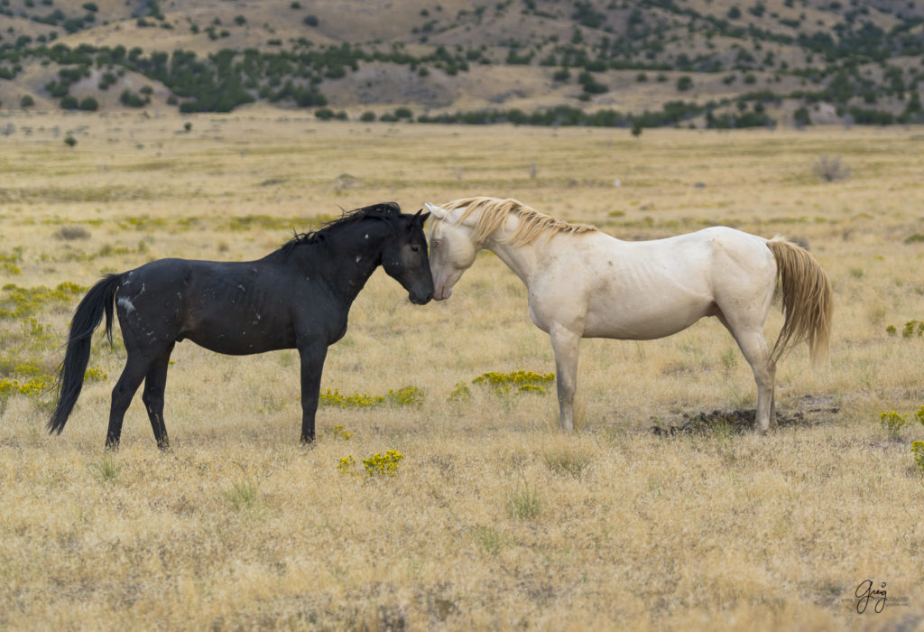 Photograph of Two wild horse stallions in a face-off