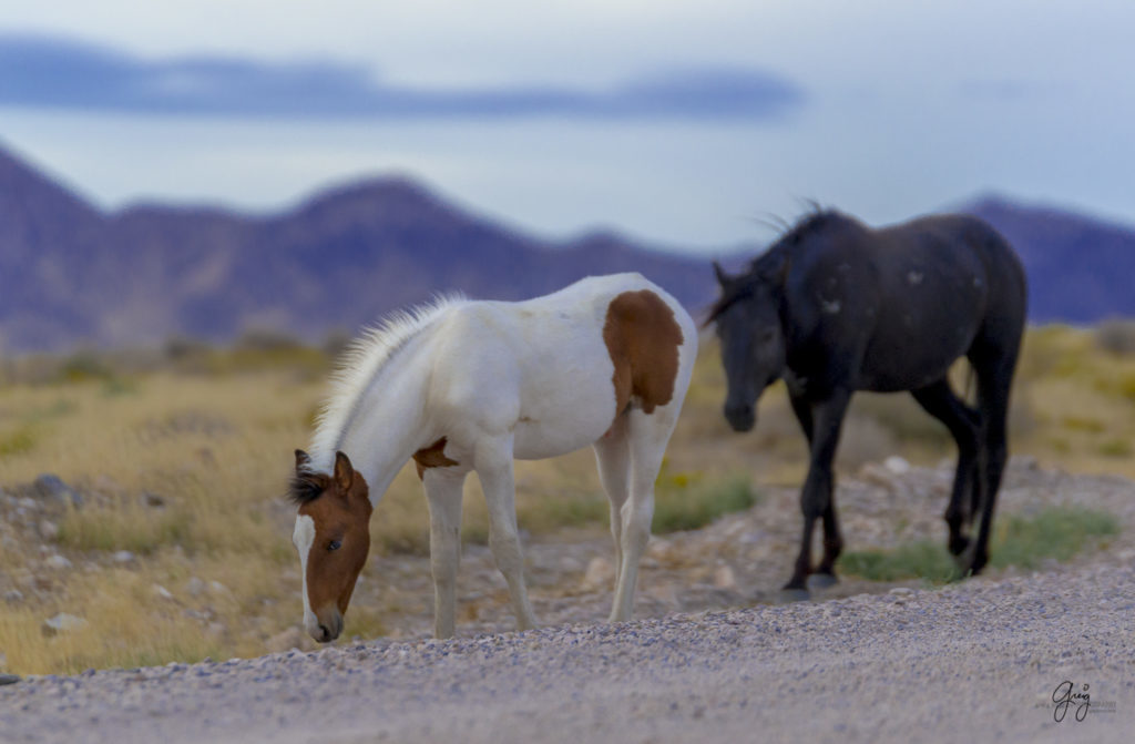 photograph of Wild horse foal at sunset