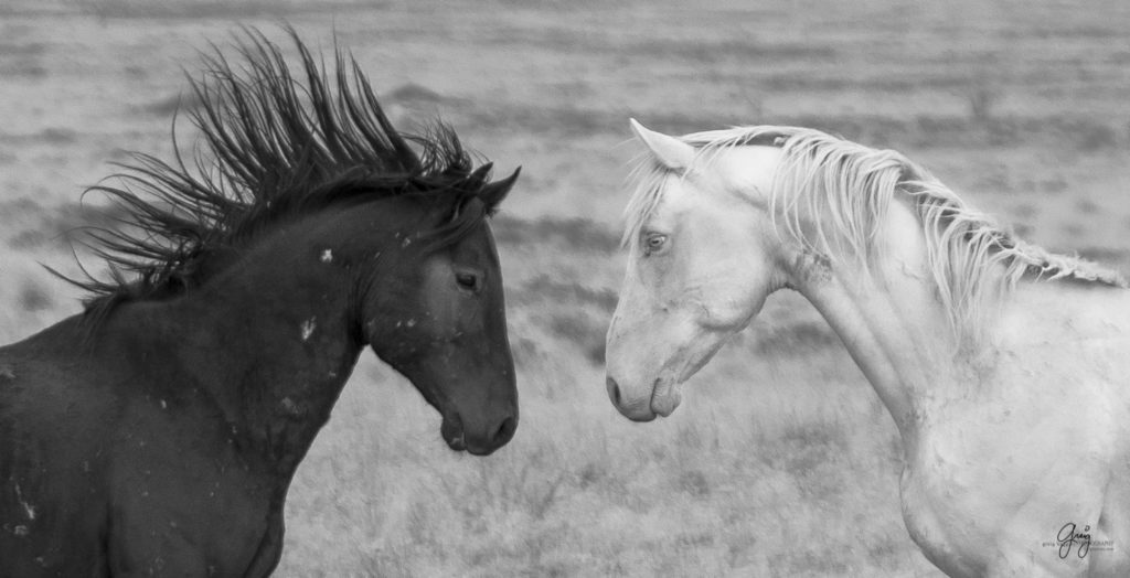 black and white photograph of black and white wild horse stallions