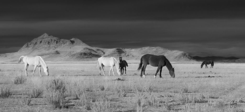 Black and white photographs of wild horses, photography of wild stallions, fine art photography of wild horses, wild horses, horses, wild horses at sunset, onaqui wild horses, wild horse herd in danger, wild horses fighting