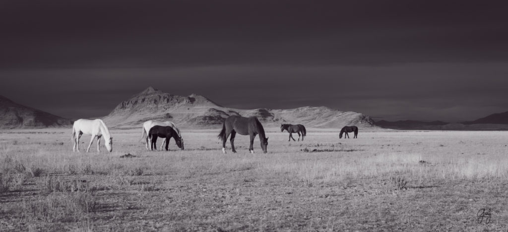 Black and white photographs of wild horses, photography of wild stallions, fine art photography of wild horses, wild horses, horses, wild horses at sunset, onaqui wild horses, wild horse herd in danger, wild horses fighting