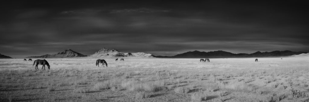 Black and white photographs of wild horses, photography of wild stallions, fine art photography of wild horses, wild horses, horses, wild horses at sunset, onaqui wild horses, wild horse herd in danger, wild horses fighting