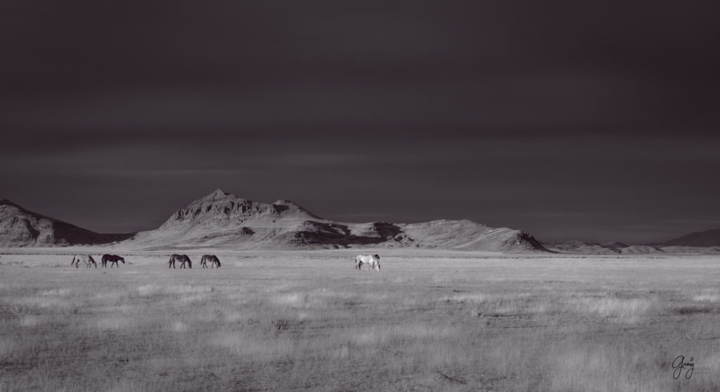 Black and white photographs of wild horses, photography of wild stallions, fine art photography of wild horses, wild horses, horses, wild horses at sunset, onaqui wild horses, wild horse herd in danger, wild horses fighting