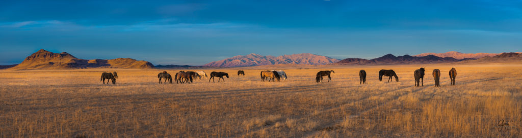 photography of wild stallions, fine art photography of wild horses, wild horses, horses, wild horses at sunset, onaqui wild horses, wild horse herd in danger, wild horses fighting