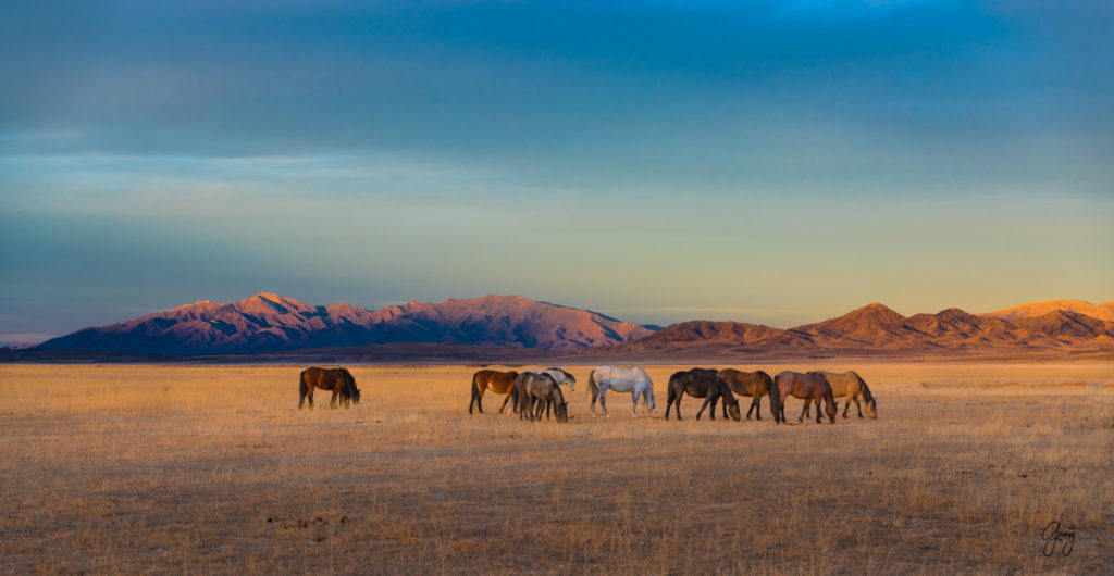 photography of wild stallions, fine art photography of wild horses, wild horses, horses, wild horses at sunset, onaqui wild horses, wild horse herd in danger, wild horses fighting